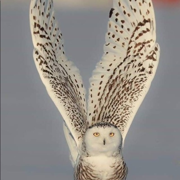 Meet your Posher, PG!!! - Picture 1 of 4